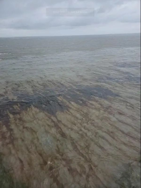Derramamento de óleo no Golfo do México afetando vários produtores