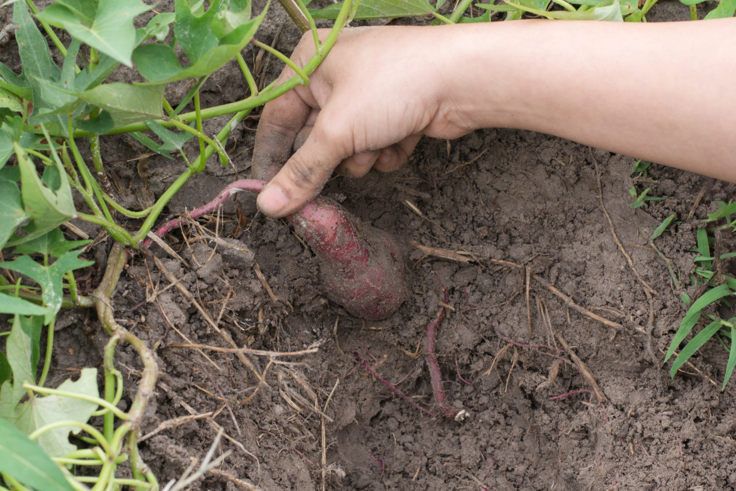 Aprenda como plantar batata-doce em vasos, desde o brotamento até a colheita