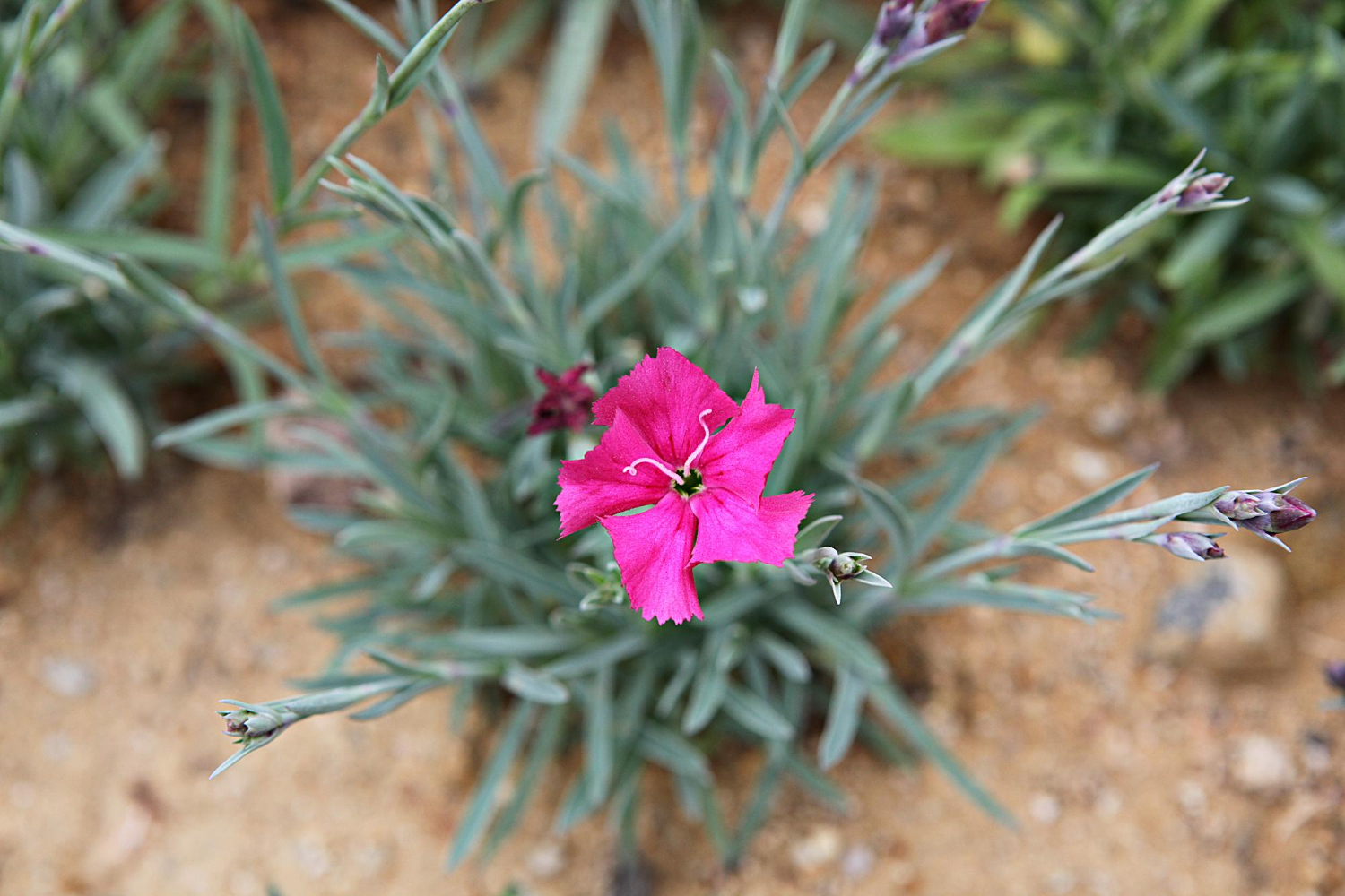 Rosa do Deserto: adubo caseiro com bombril para turbinar o crescimento e a floração 