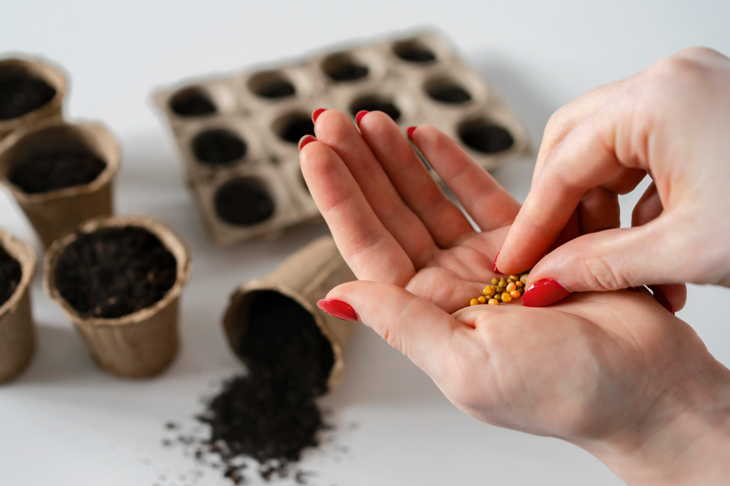 Como plantar pimenta de cheiro da semente ao transplante