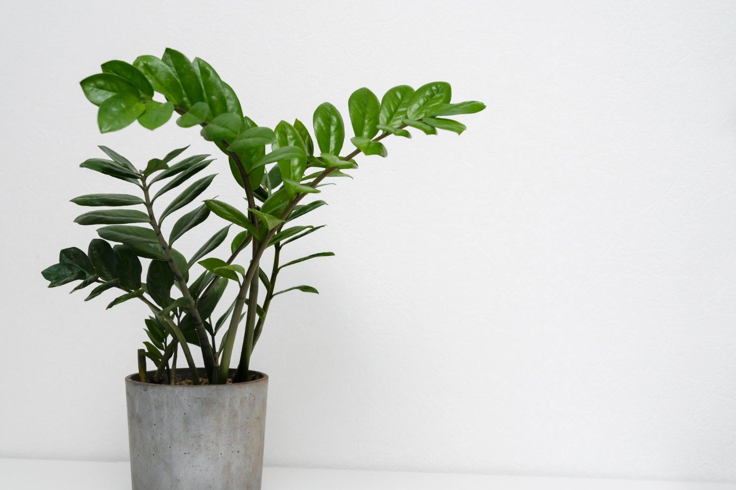 Só 1 folha da zamioculca: uma planta de valor inestimável para sua casa