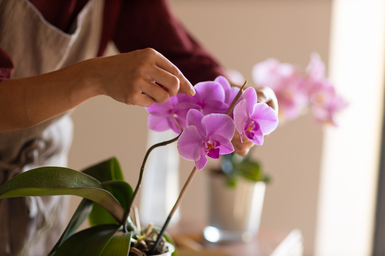 4 dicas de plantas para decoração da sua sala; crie um ambiente mais aconchegante