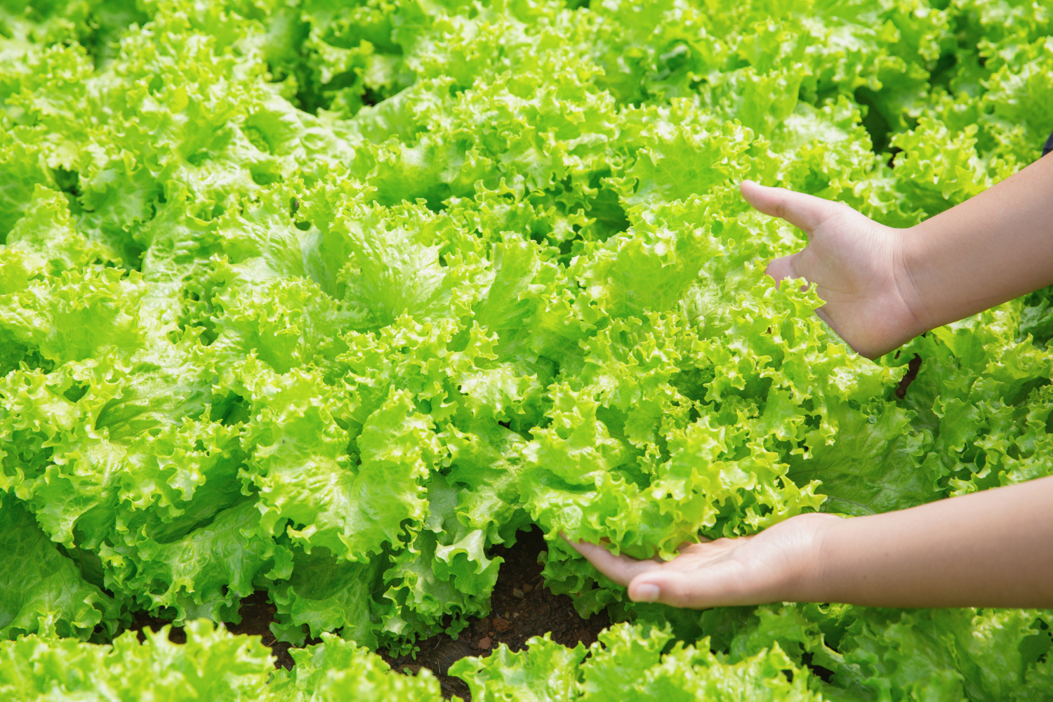 Como fazer mudas de hortaliças fácil na bandeja biodegradável