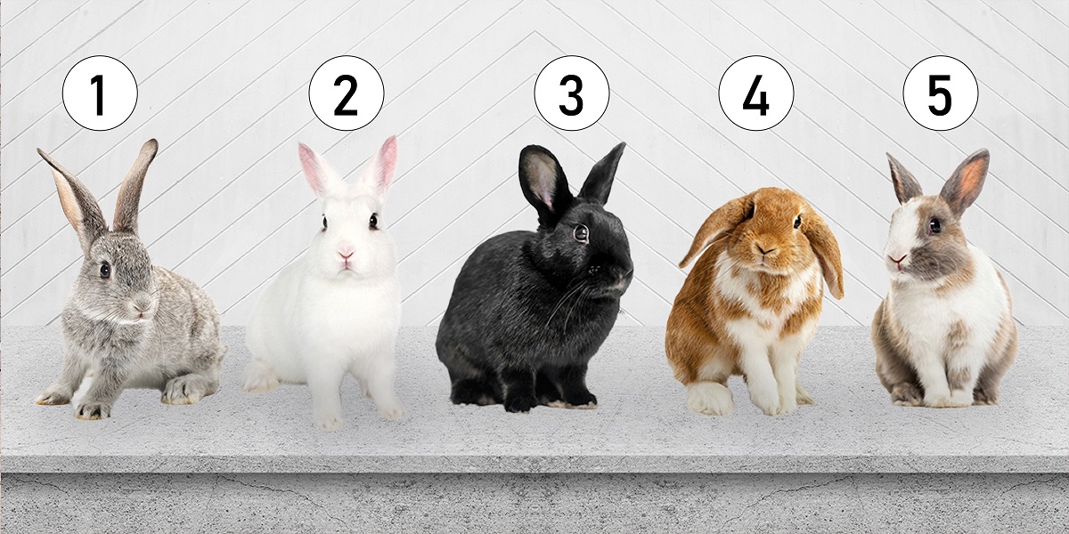 Teste de personalidade com coelhos revela quem você realmente é