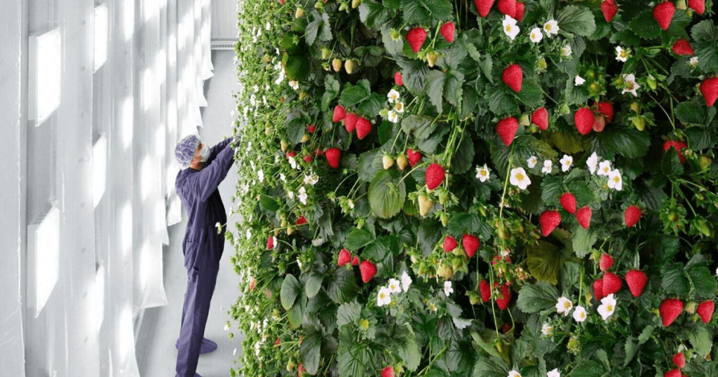 Primeira fazenda vertical do mundo produz 4 milhões de libras de morangos por ano com 97% menos terra